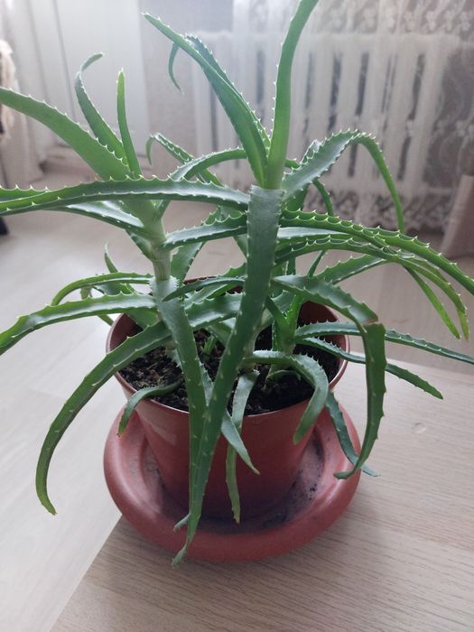 Домашние растения