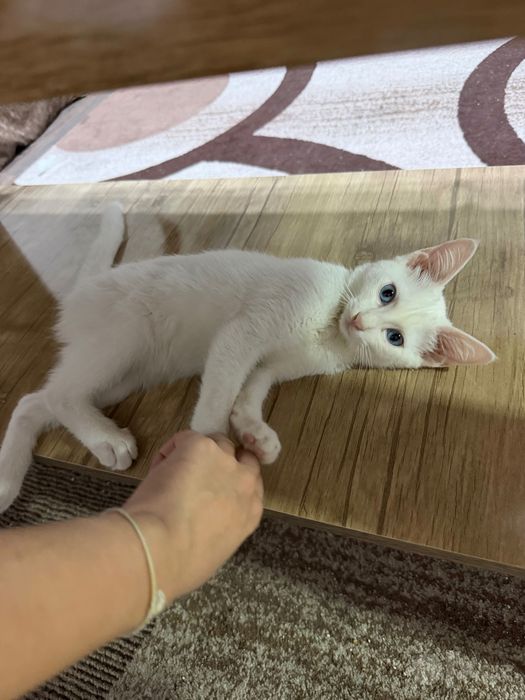 котенок в добрые руки