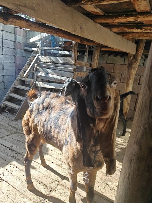 Козла ЧП камори. Возраст 2 года