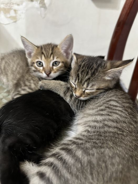 Отдам котят бесплатно