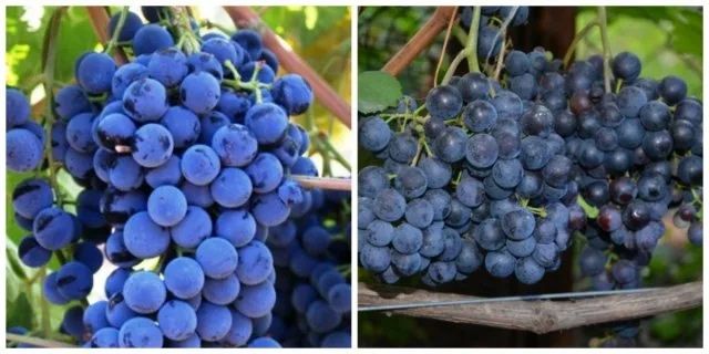 Продам винный виноград