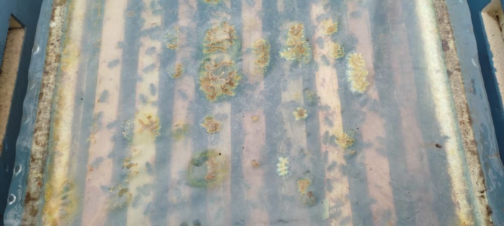 Продам пчёл Карника