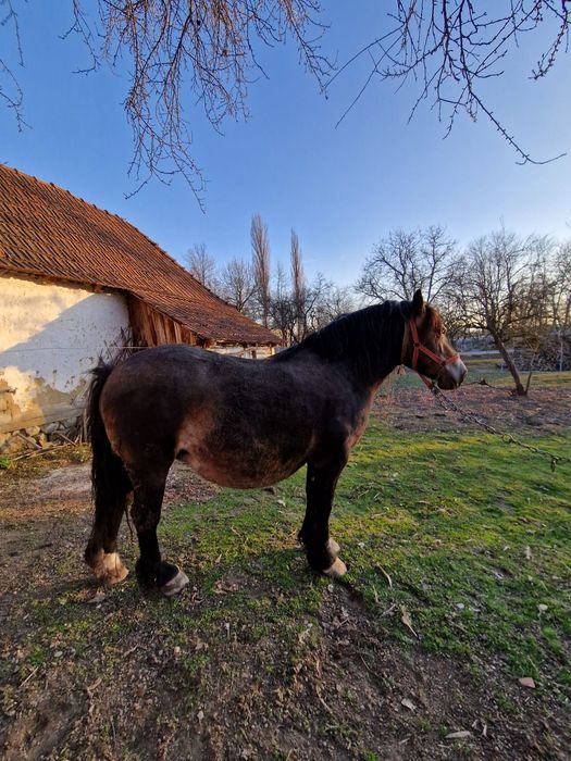 Vând iapă cestantă 3 ani