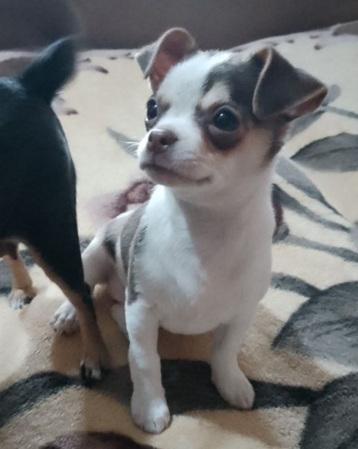 Продаются очаровательные щенки (девочки)чихуахуа, рожденные 5 января