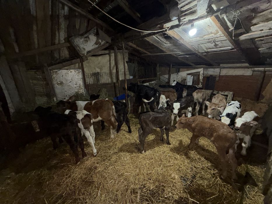 Vitei taurasi si vitele