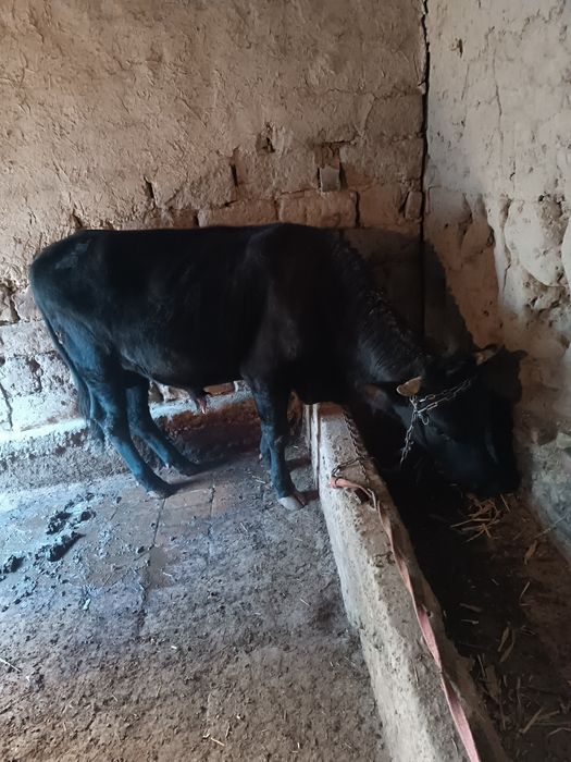 Хукиз Новосча сотилади