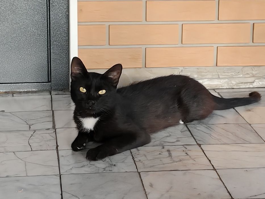 Молодой котик в добрые руки