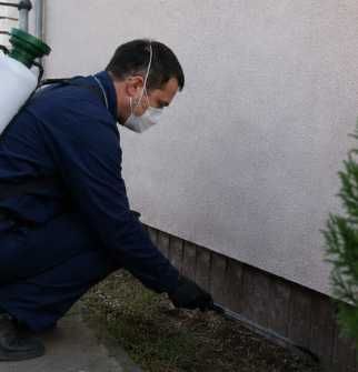 Servicii Dezinsectie, Deratizare, Dezinfectie Bucuresti / Ilfov – Non-Stop
