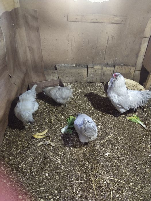 Продам семью Амеруакана Лаванда.