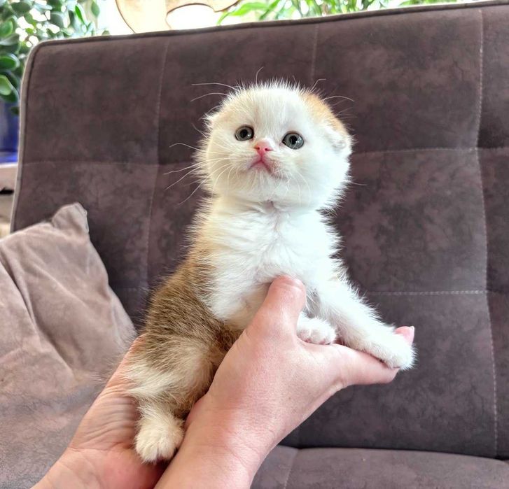Продается котенок скотиш фолд- мальчик