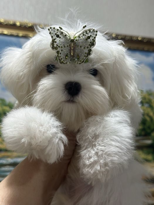 Супер малыши мальтезе