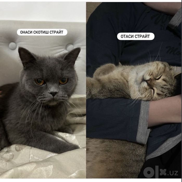 скоттиш страйт мушукчала