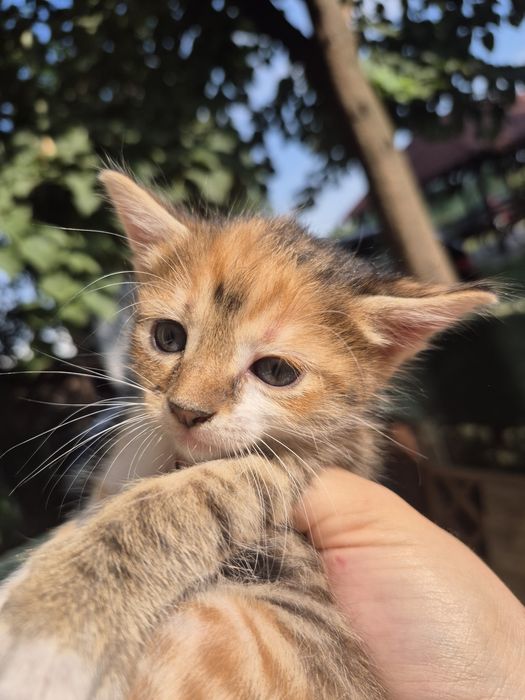 Adopție pui pisică