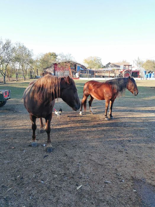 Doua iepe de vânzare