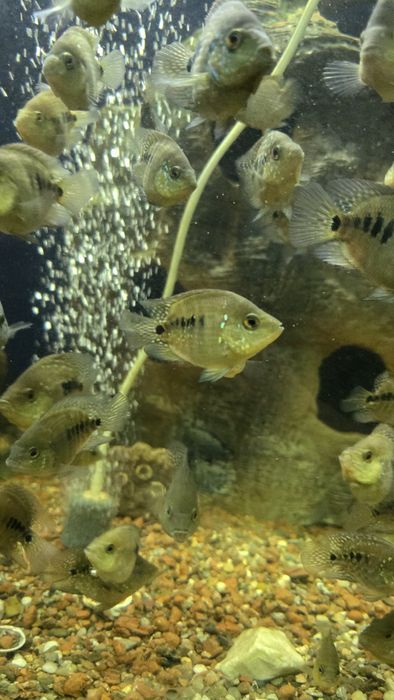 Бриллиантовая цыхлазома (рыба, аквариумные рыбы)