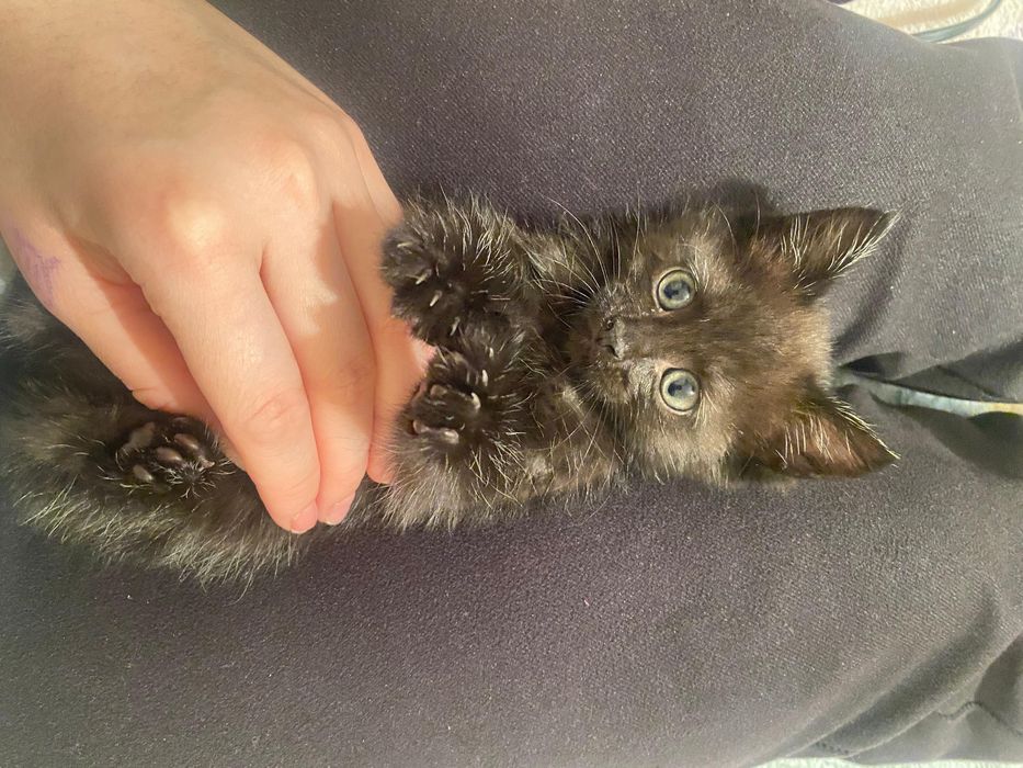 Отдам в добрые руки