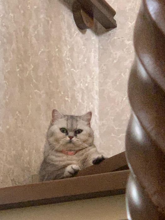 Отдам в добрые руки кошку