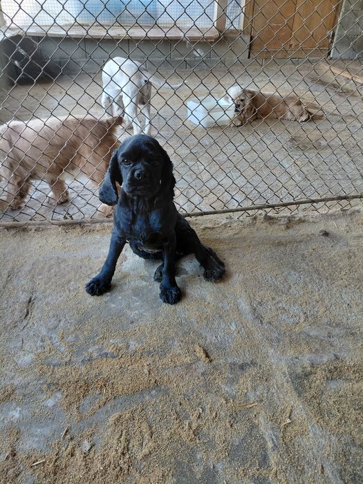 Американски кокер