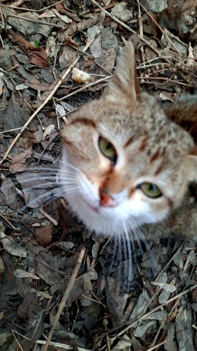 Котик приносящий счастье