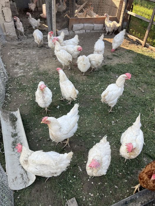 Продаються куры несушки