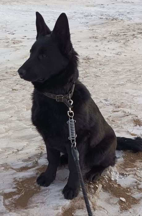 Подрощенная девочка ВЕО