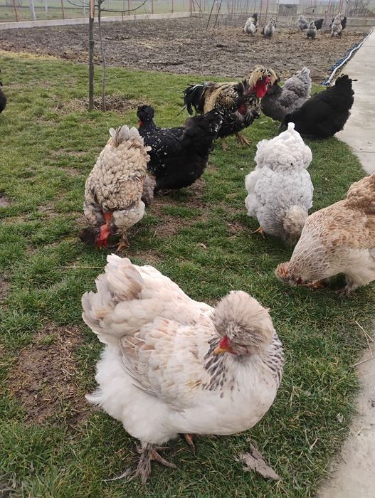 Oua incubat găini motate golașe și barboase