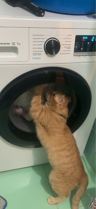 Отдам Кота в добрые руки