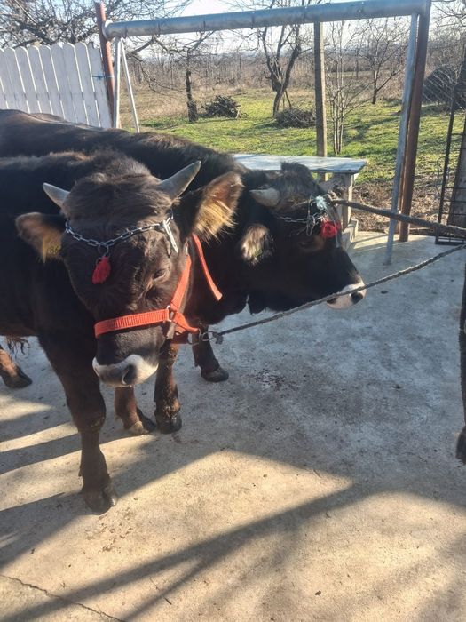 Vand 2 taurasi de jug foarte frumosi