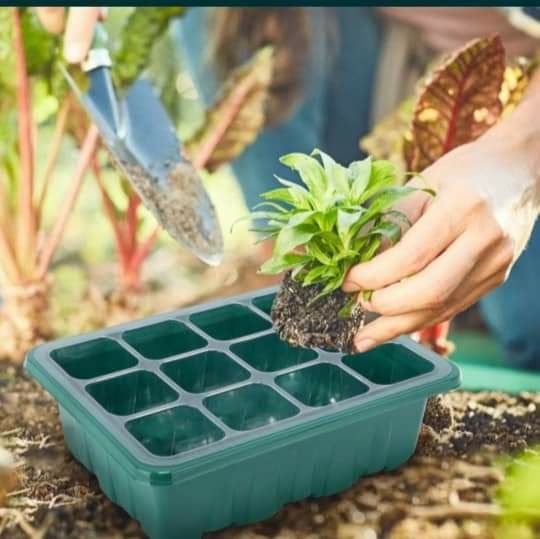 Tavă pentru seminte/răsaduri