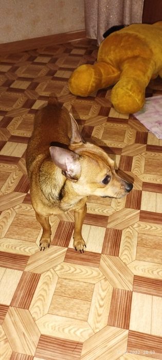 Вязка той терьера