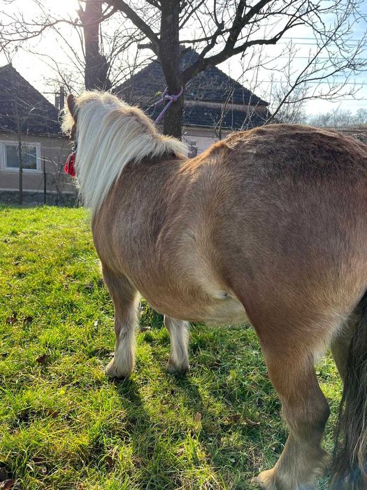 Vând poneiță      .