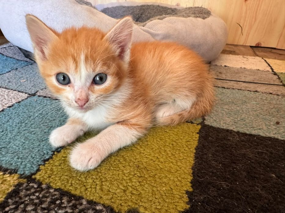Отдам котят бесплатно