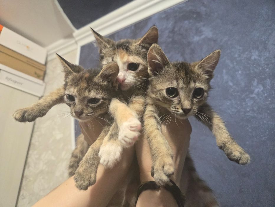 Очень красивые котята