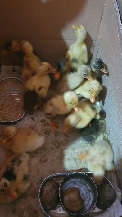 Rațe indiene de vânzare