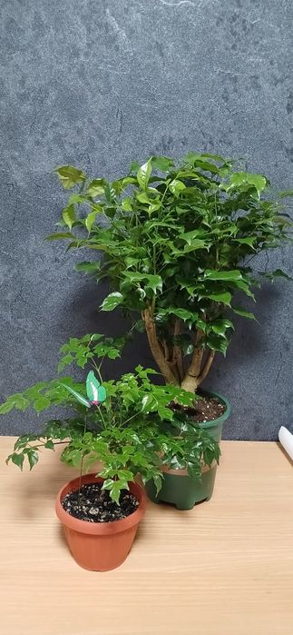 Комнатные растения от 2500