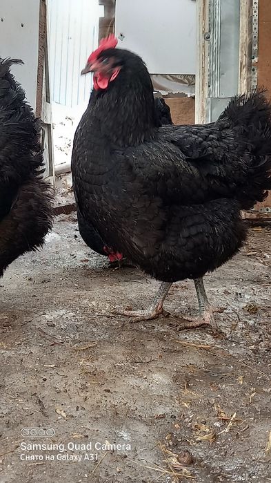 Продажа яйцо на инкубацию