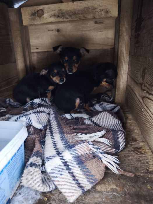 Продавам пинчери