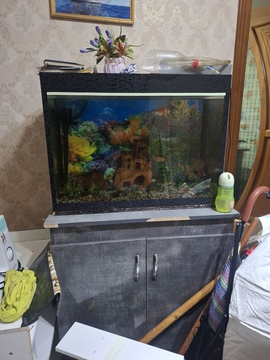 Akvarium baliqlari bilan