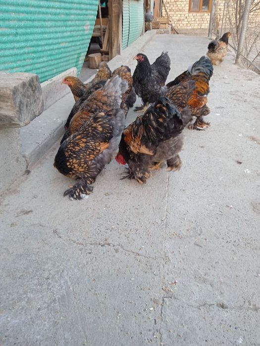 Продаются яйца для вывода цыплят