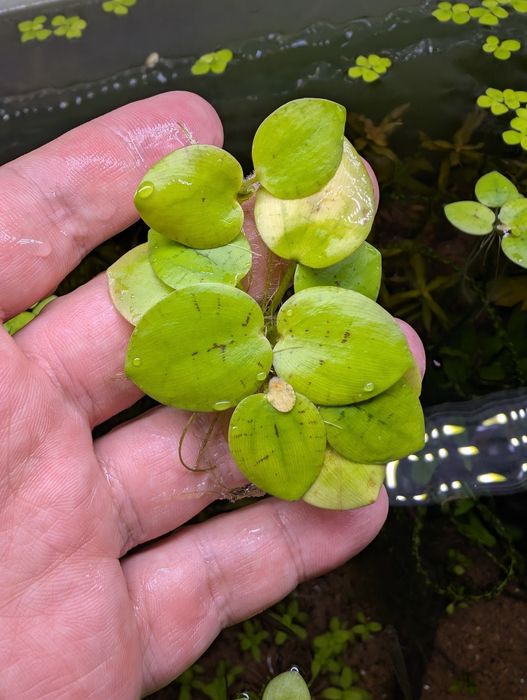 Плаващи растения за аквариум или езеро