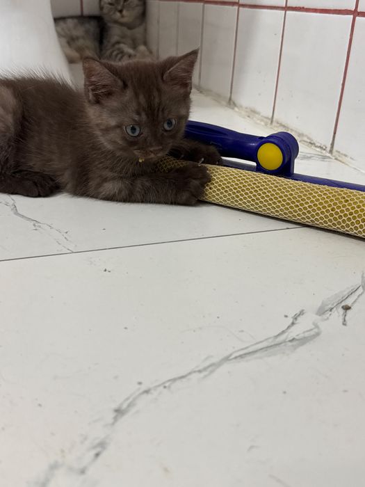 Котята  полукровки