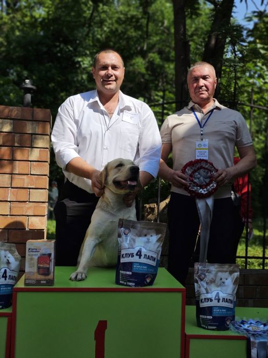 Кинолог дрессировка собак