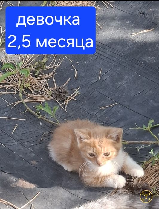 Котята в добрые руки