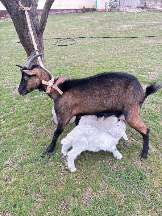 Ешкі 2 лағымен  сүтті күніне 2 литр сүтті бар