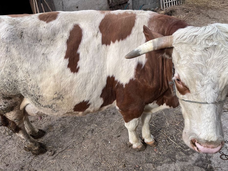 De vanzare vaca fátat de o luna