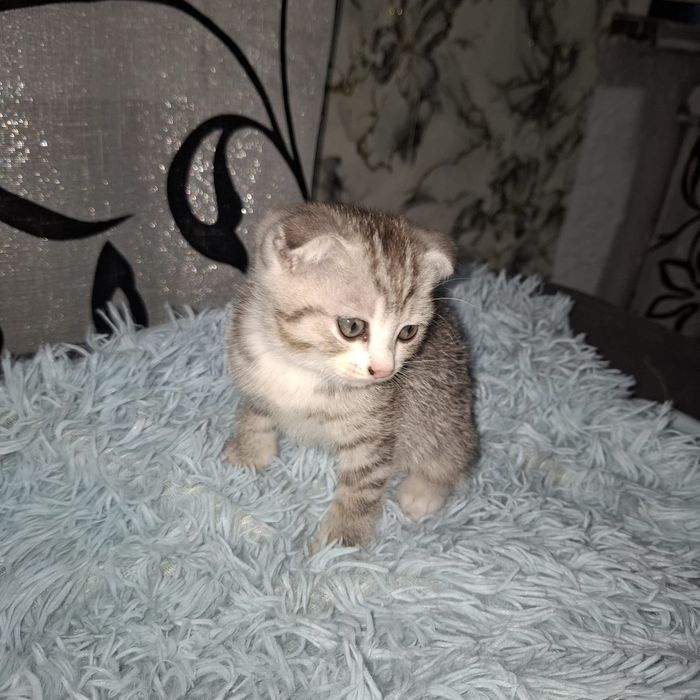 Отдам котёнка в добрые руки