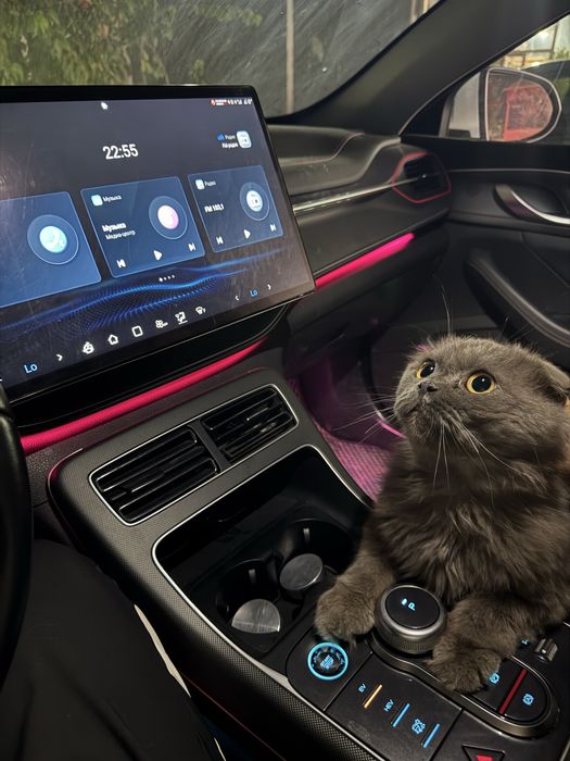 Мушук сотилади скотиш фолл