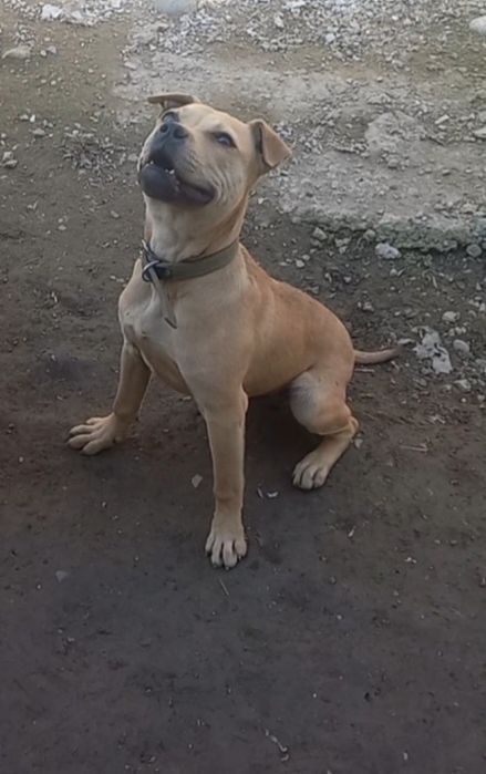 Продам Питбуль...