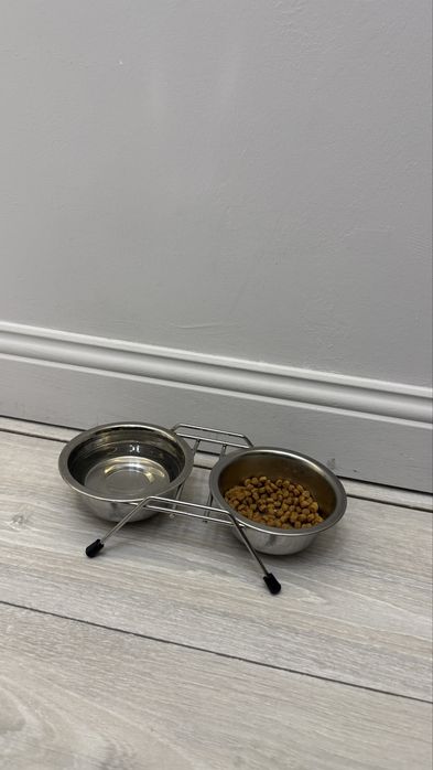 Котенок Шотланка
