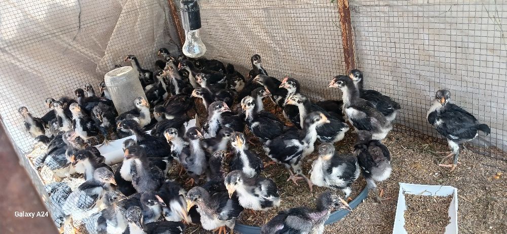 Qora shaxzoda tuxumlari sotiladi.